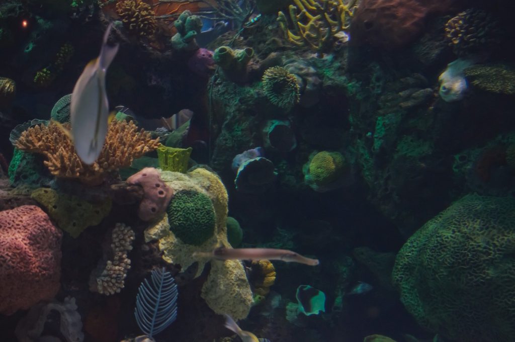 Aquarium at Silverton Lodge