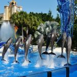Dolphins in Seaworld, Orlando