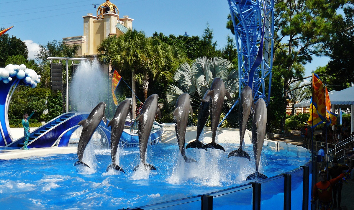 Dolphins in Seaworld, Orlando