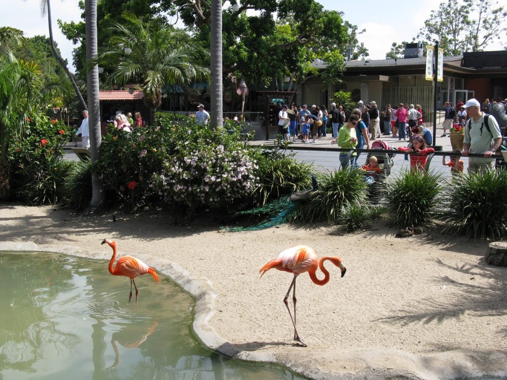 Flamingos in San Diego Zoo