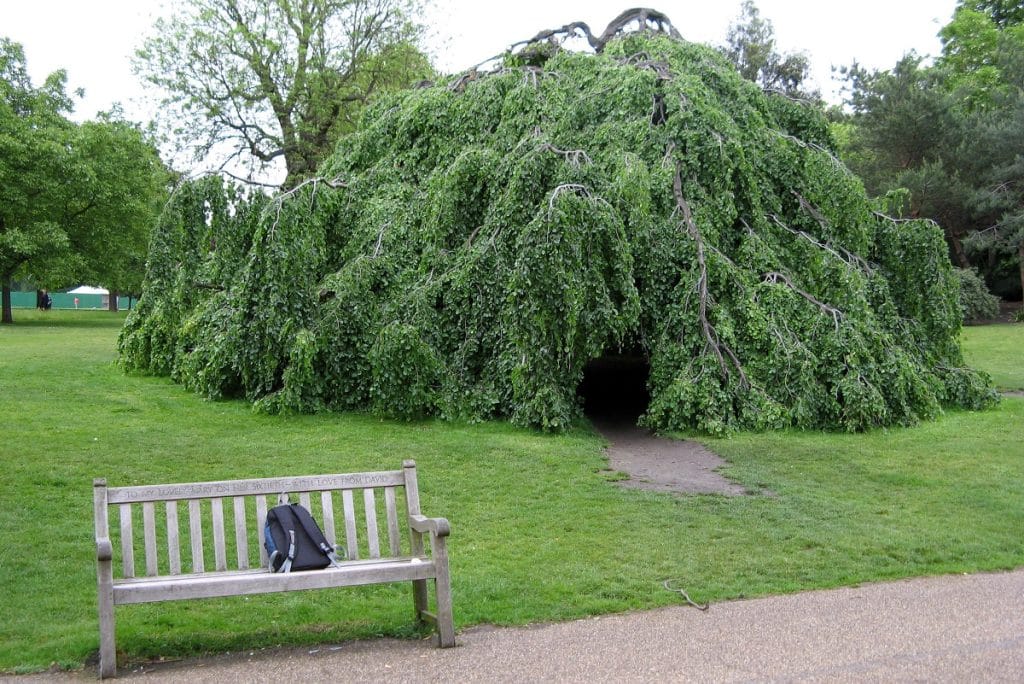 Hyde Park Updside Down Tree