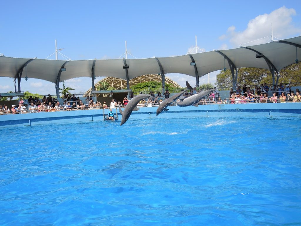 Miami Seaquarium Dolphins