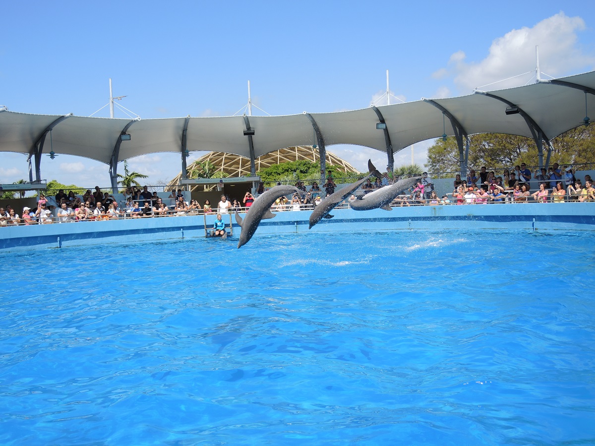 Miami Seaquarium Dolphins