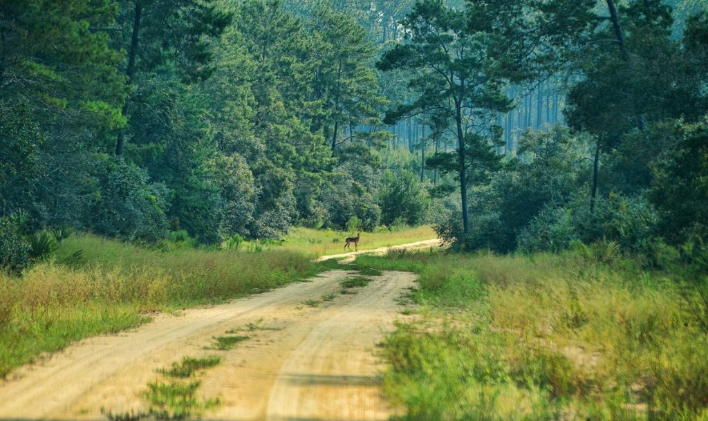 Ocala National Forest