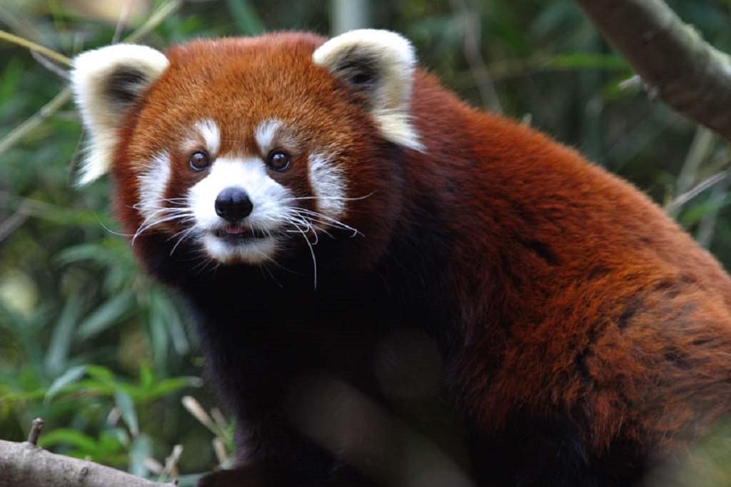 Red Panda at Nashville zoo
