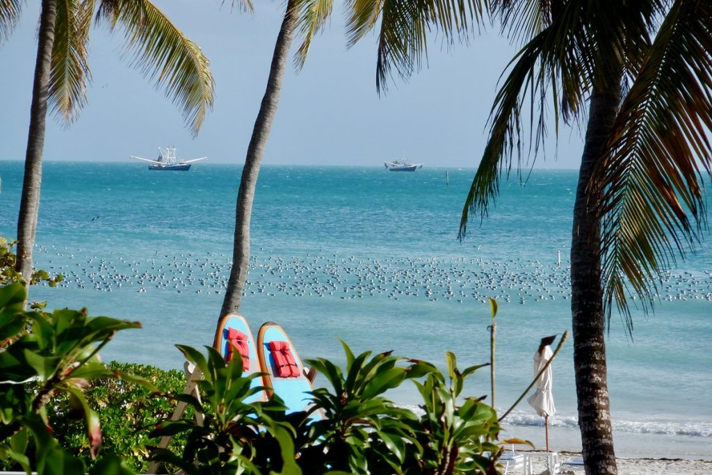 White Pelicans, Key West Beach