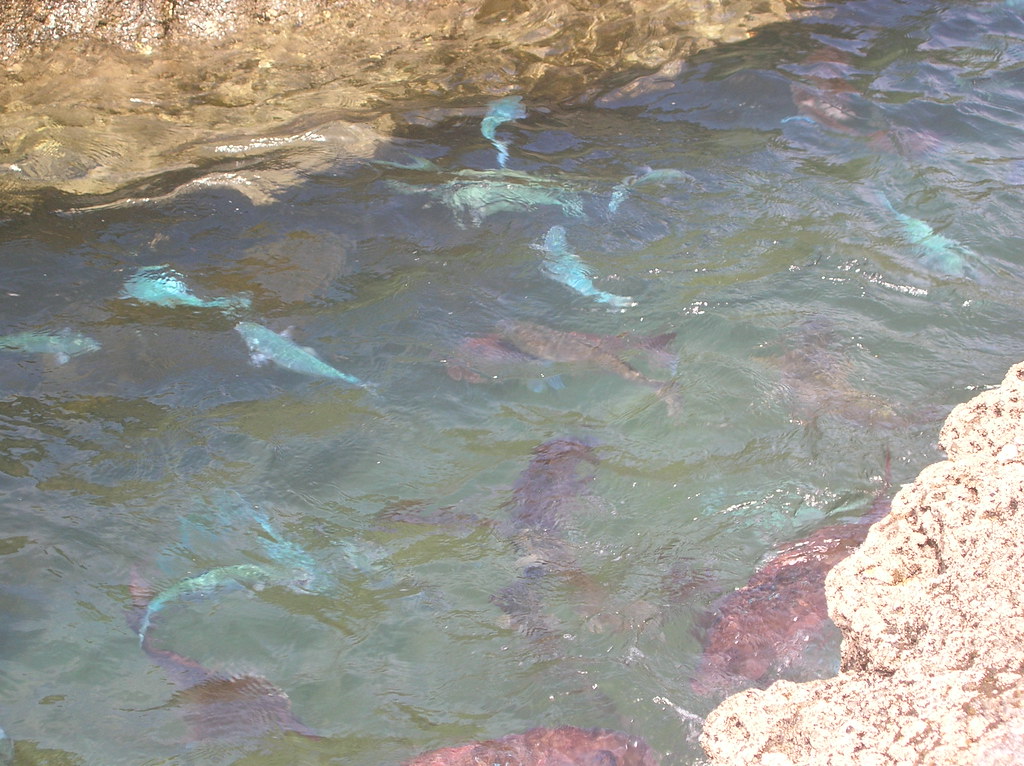 Goat Island Marine Reserve