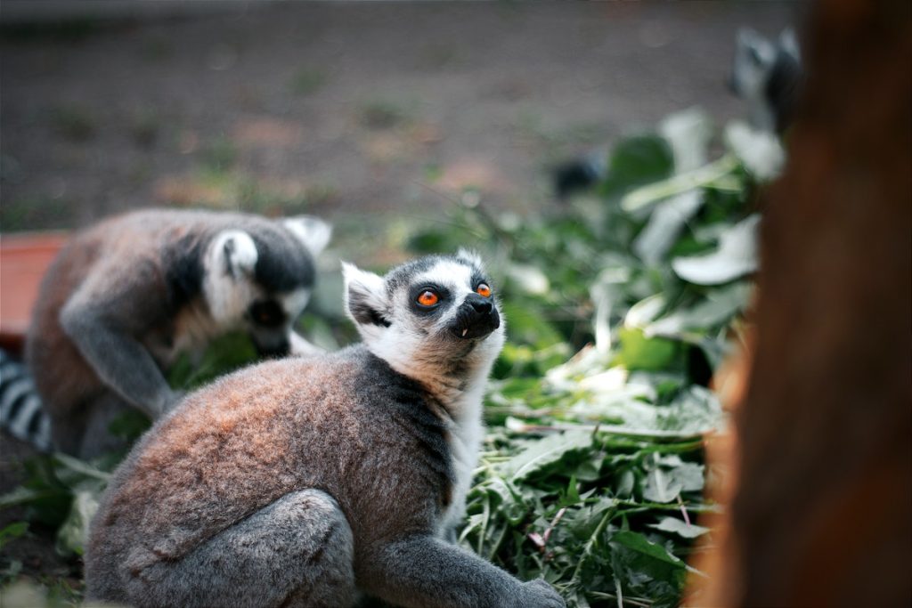 Wellington Zoo