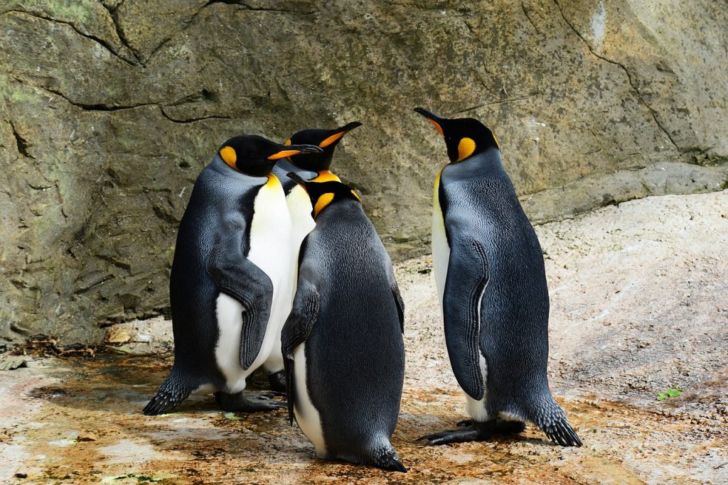 king penguins, birds, animals