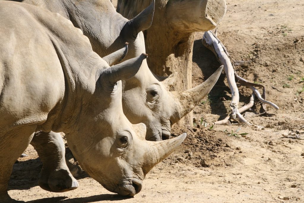 two brown rhinos in Hamilton Zoo, Hamilton , New-Zealand