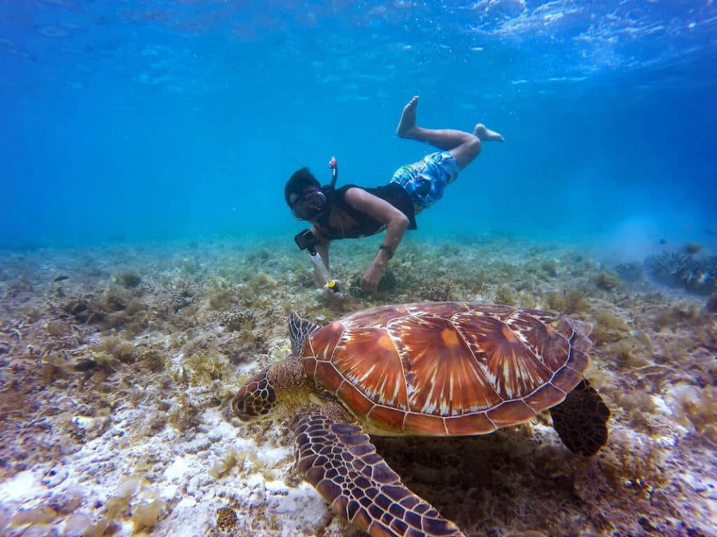 Brown Tortoise in Body of Water Beside Man during snorkeling